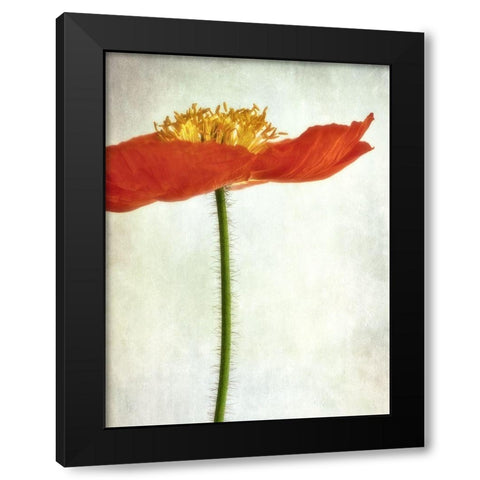 Free Spirit 3 Black Modern Wood Framed Art Print with Double Matting by Poinski, Dianne