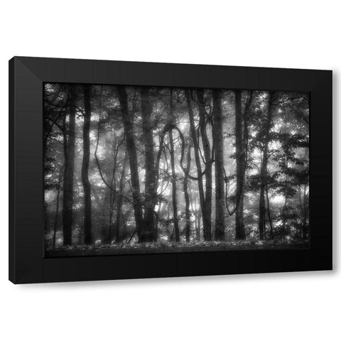 Into the Woods 2 BW Black Modern Wood Framed Art Print with Double Matting by Poinski, Dianne