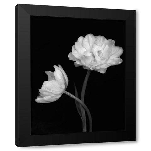 Black and White Roses 4 Black Modern Wood Framed Art Print with Double Matting by Poinski, Dianne