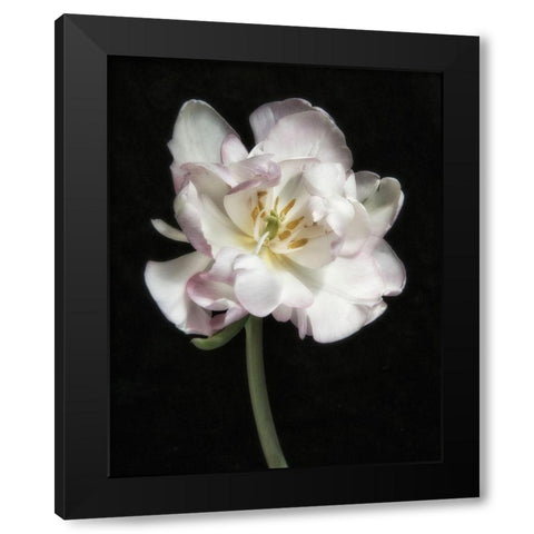 Perfect Petals 1 Black Modern Wood Framed Art Print by Poinski, Dianne