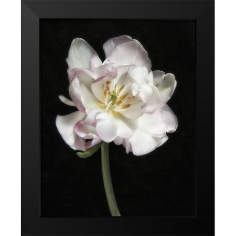 Perfect Petals 1 Black Modern Wood Framed Art Print by Poinski, Dianne