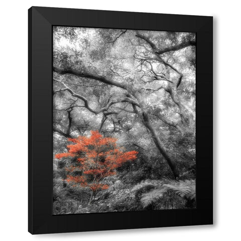 Splash in the Forest Black Modern Wood Framed Art Print by Poinski, Dianne