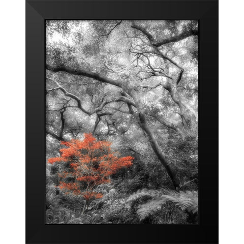 Splash in the Forest Black Modern Wood Framed Art Print by Poinski, Dianne