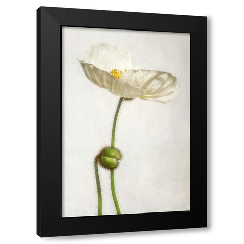 Alabaster Flutter 1 Black Modern Wood Framed Art Print with Double Matting by Poinski, Dianne