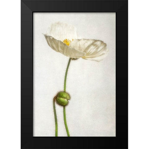 Alabaster Flutter 1 Black Modern Wood Framed Art Print by Poinski, Dianne