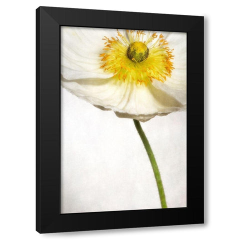 Alabaster Flutter 2 Black Modern Wood Framed Art Print by Poinski, Dianne