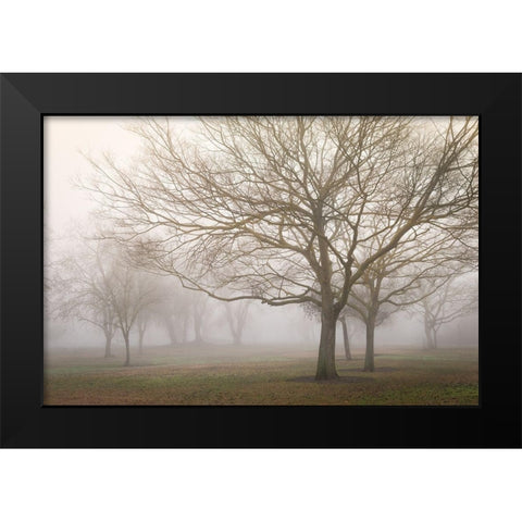 Trees in Fog 1 Black Modern Wood Framed Art Print by Poinski, Dianne
