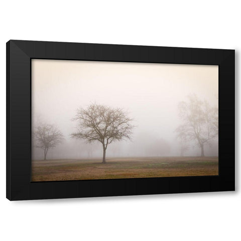 Trees in Fog 2 Black Modern Wood Framed Art Print with Double Matting by Poinski, Dianne
