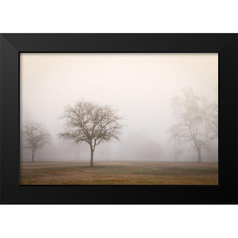 Trees in Fog 2 Black Modern Wood Framed Art Print by Poinski, Dianne