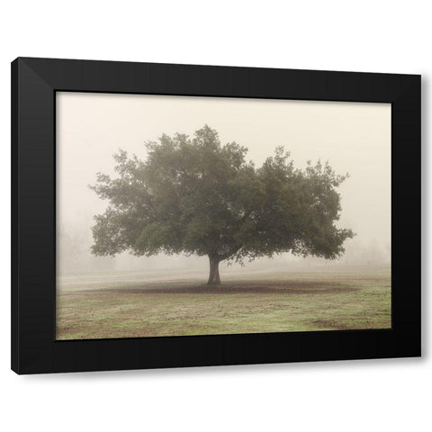 Trees in Fog 5 Black Modern Wood Framed Art Print with Double Matting by Poinski, Dianne