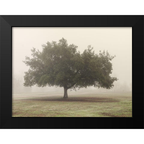 Trees in Fog 5 Black Modern Wood Framed Art Print by Poinski, Dianne