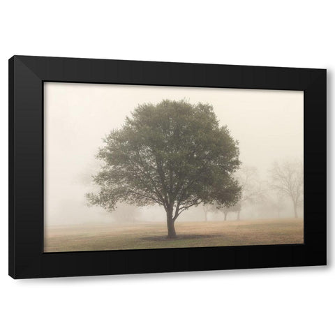 Trees in Fog 6 Black Modern Wood Framed Art Print by Poinski, Dianne