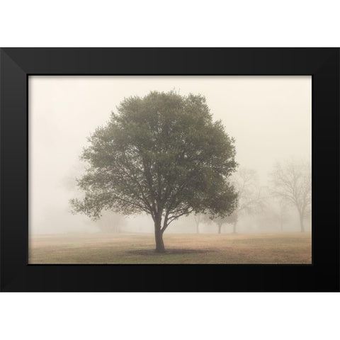 Trees in Fog 6 Black Modern Wood Framed Art Print by Poinski, Dianne