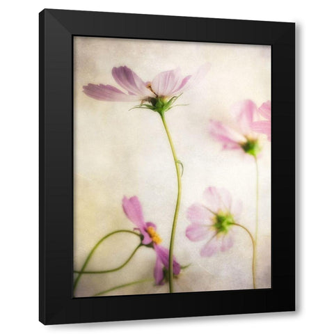 Petite Blush 1 Black Modern Wood Framed Art Print with Double Matting by Poinski, Dianne