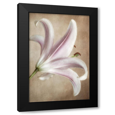 Lavender Lily Black Modern Wood Framed Art Print with Double Matting by Poinski, Dianne