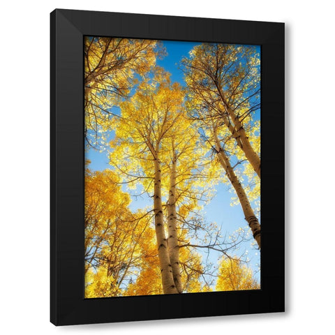 Golden Tree Tops 1 Black Modern Wood Framed Art Print by Poinski, Dianne