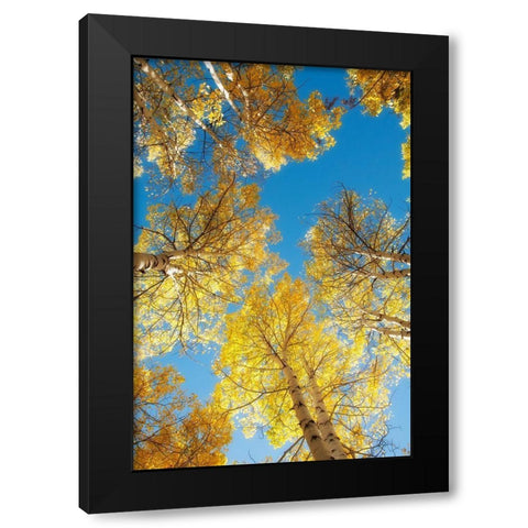 Golden Tree Tops 2 Black Modern Wood Framed Art Print with Double Matting by Poinski, Dianne