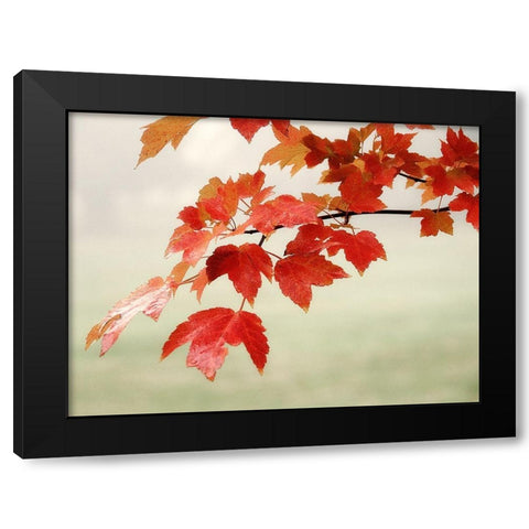 Red Branch 3 Black Modern Wood Framed Art Print by Poinski, Dianne