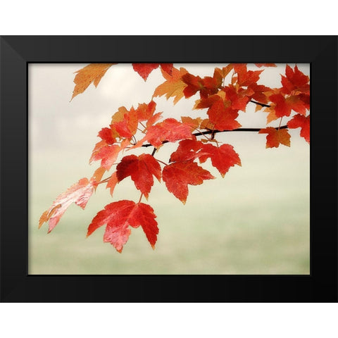 Red Branch 3 Black Modern Wood Framed Art Print by Poinski, Dianne