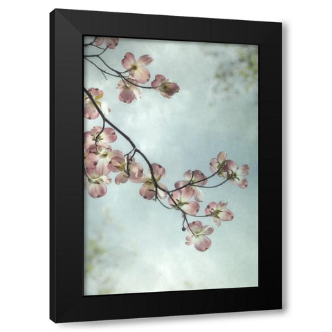 Pale Petals 3 Black Modern Wood Framed Art Print with Double Matting by Poinski, Dianne