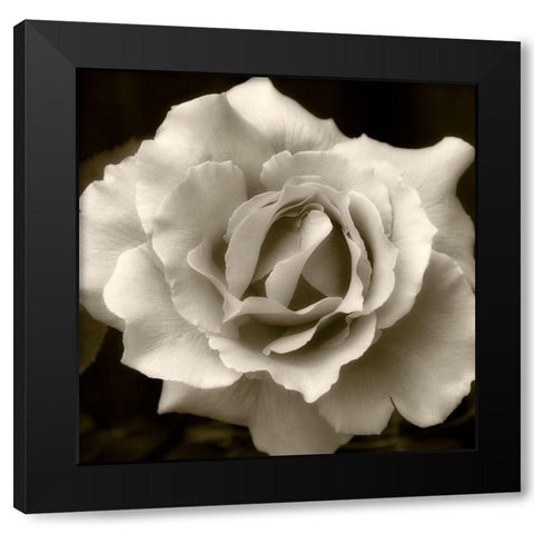 Bloom 2 Black Modern Wood Framed Art Print with Double Matting by Poinski, Dianne