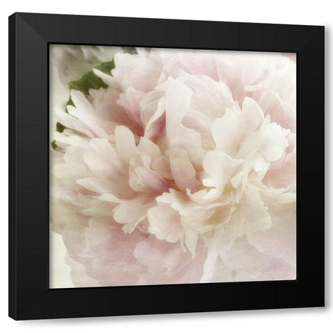 Peony 1 Black Modern Wood Framed Art Print with Double Matting by Poinski, Dianne