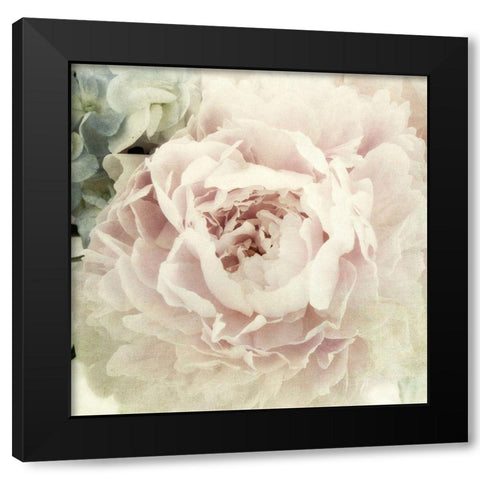 Peony 3 Black Modern Wood Framed Art Print by Poinski, Dianne