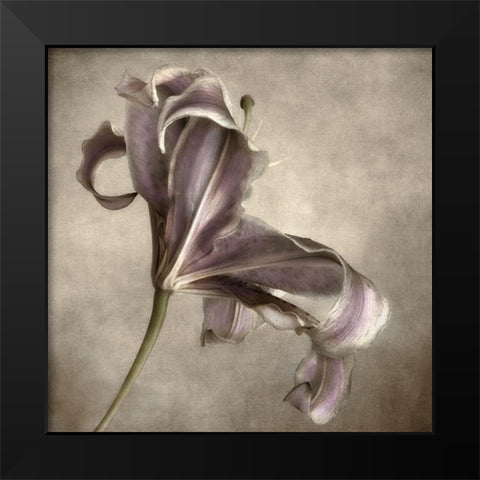 Purple Lily 2 Black Modern Wood Framed Art Print by Poinski, Dianne