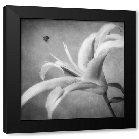Black and White Lily 4 Black Modern Wood Framed Art Print by Poinski, Dianne