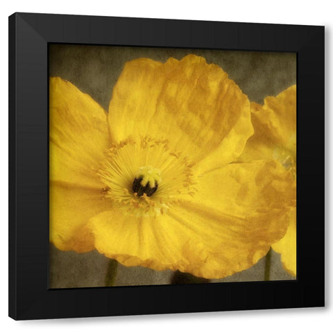 Yellow Poppy 1 Black Modern Wood Framed Art Print with Double Matting by Poinski, Dianne