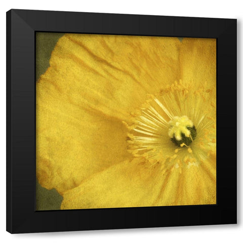 Yellow Poppy 2 Black Modern Wood Framed Art Print with Double Matting by Poinski, Dianne