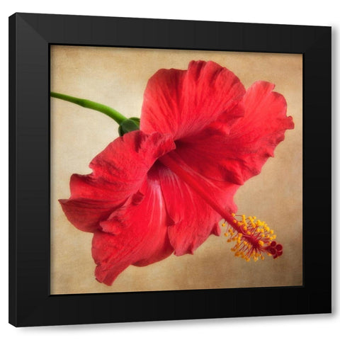 Hibiscus 102 Black Modern Wood Framed Art Print with Double Matting by Poinski, Dianne