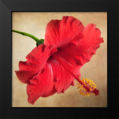 Hibiscus 102 Black Modern Wood Framed Art Print by Poinski, Dianne