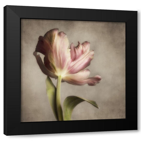 Pink Tulip 1 Black Modern Wood Framed Art Print with Double Matting by Poinski, Dianne
