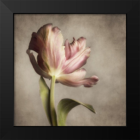 Pink Tulip 1 Black Modern Wood Framed Art Print by Poinski, Dianne