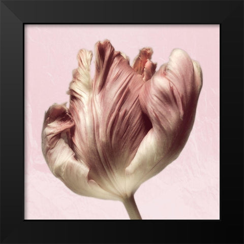 Burgundy  Tulip 1 Black Modern Wood Framed Art Print by Pearson, Debbie