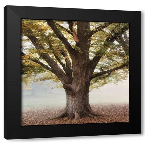 Oak Tree 1 Black Modern Wood Framed Art Print by Poinski, Dianne