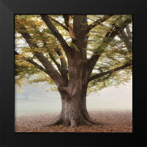 Oak Tree 1 Black Modern Wood Framed Art Print by Poinski, Dianne