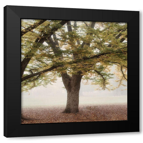 Oak Tree 2 Black Modern Wood Framed Art Print with Double Matting by Poinski, Dianne