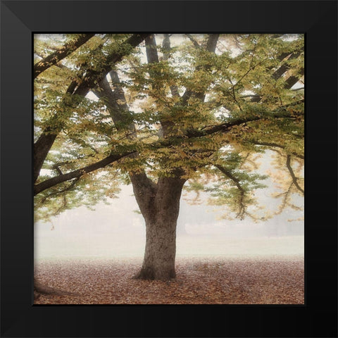 Oak Tree 2 Black Modern Wood Framed Art Print by Poinski, Dianne