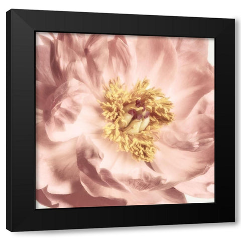 Burgundy Bloom 2 Black Modern Wood Framed Art Print with Double Matting by Pearson, Debbie