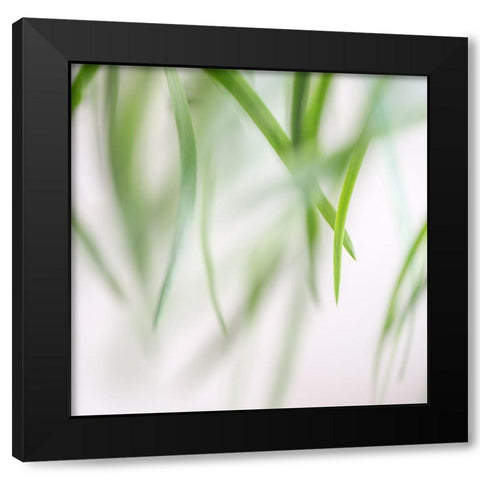 Green Leaves 2 Black Modern Wood Framed Art Print with Double Matting by Poinski, Dianne