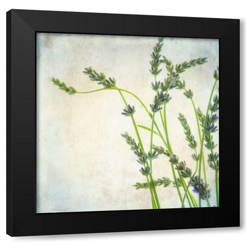 Lavender 2 Black Modern Wood Framed Art Print with Double Matting by Poinski, Dianne