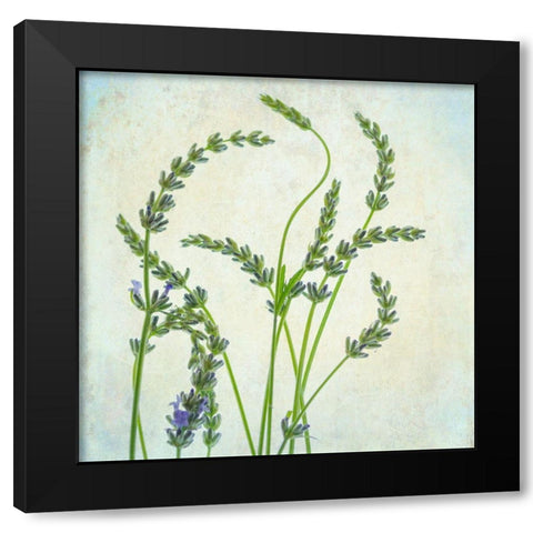 Lavender 1 Black Modern Wood Framed Art Print by Poinski, Dianne