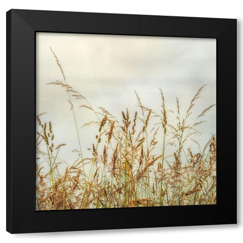 Bluff Grass 1 Black Modern Wood Framed Art Print with Double Matting by Poinski, Dianne