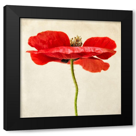 Red Poppy 2 Black Modern Wood Framed Art Print with Double Matting by Poinski, Dianne