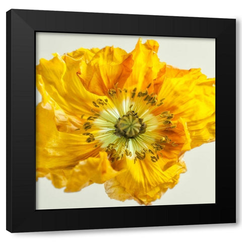 Yellow Poppy 1 Black Modern Wood Framed Art Print by Poinski, Dianne