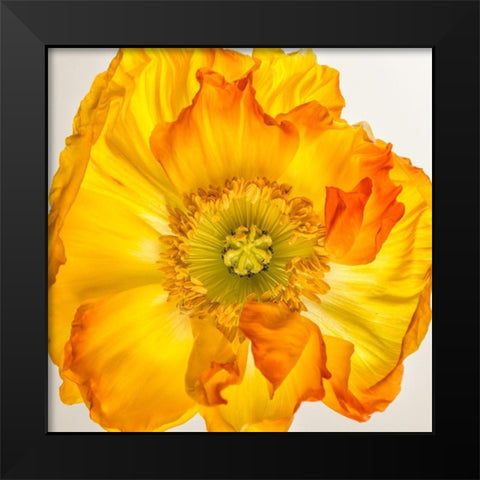 Yellow Poppy 2 Black Modern Wood Framed Art Print by Poinski, Dianne