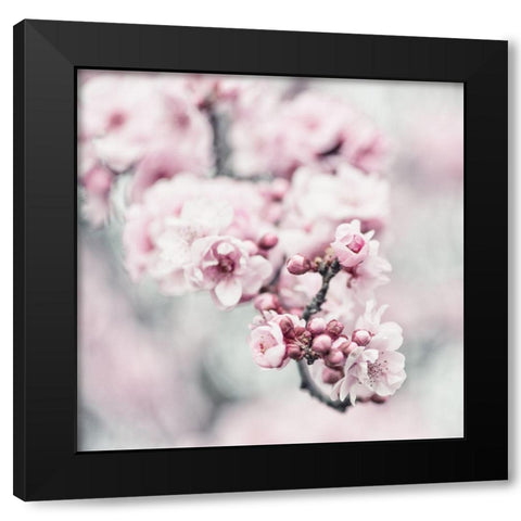 Pink Blossoms 1 Black Modern Wood Framed Art Print by Poinski, Dianne