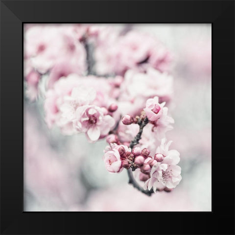 Pink Blossoms 1 Black Modern Wood Framed Art Print by Poinski, Dianne